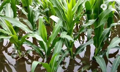 河南強降雨致上千公頃農作物受災，專家稱夏糧總體穩定但蔬菜供應面臨挑戰