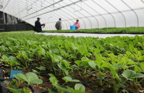 太空出差半年的農作物種子回家了，航天育種有何不同？